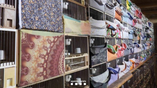 Desmantelado un local clandestino con más de 650 aves cantoras de caza furtiva
