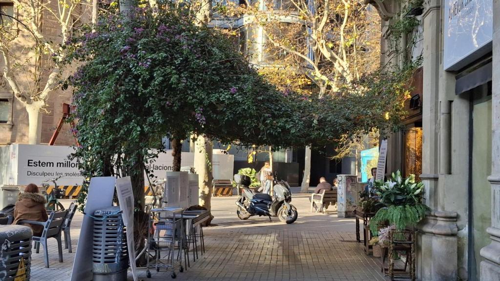 Buganvilla de la rambla Catalunya