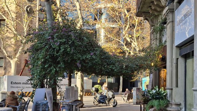 Buganvilla de rambla Catalunya