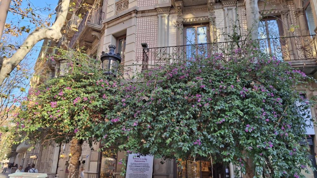 Buganvilla de rambla Catalunya, frente a la floristeria de Maria Ponsà