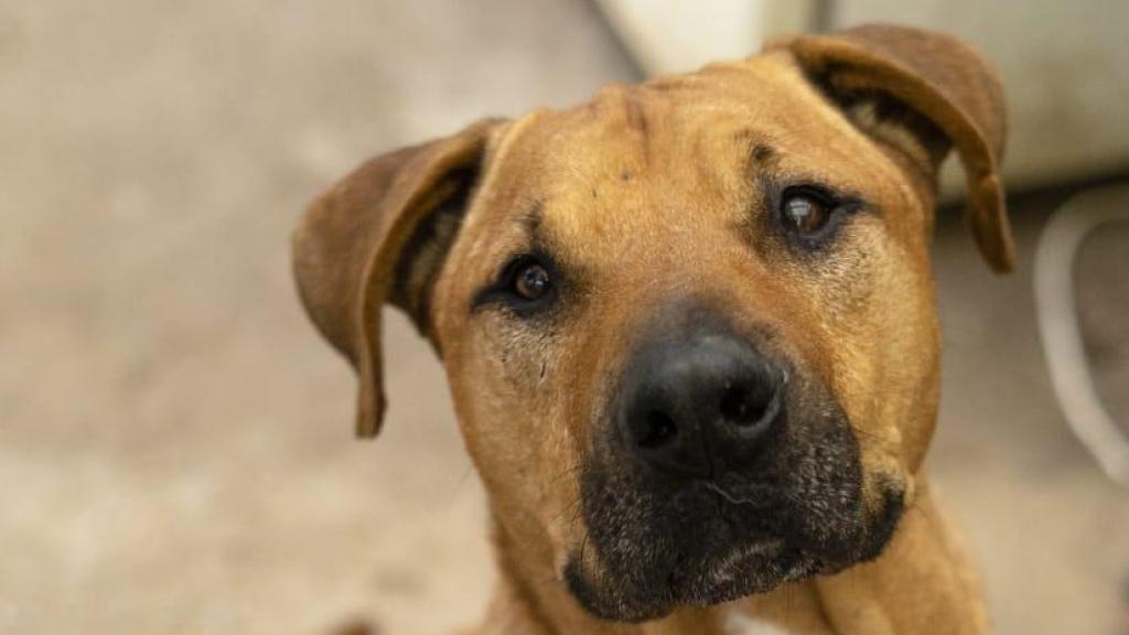 Buscan a Mango, un perro robado de una protectora de Tiana