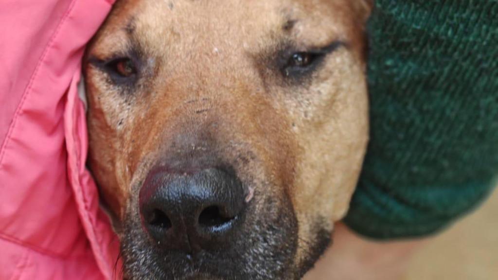 Mango, el perro robado de Tiana