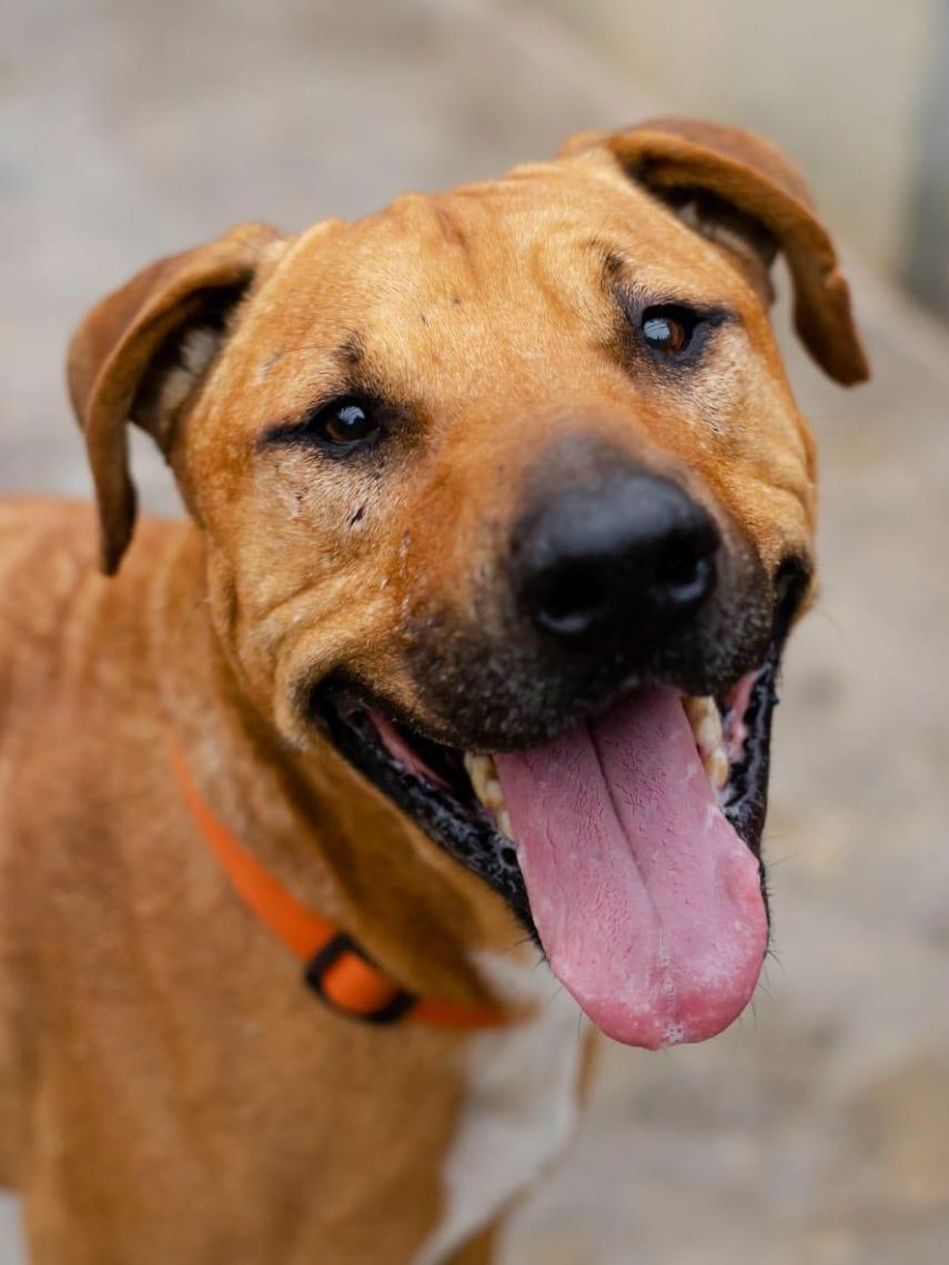 Mango, el perro robado de una protectora de Tiana