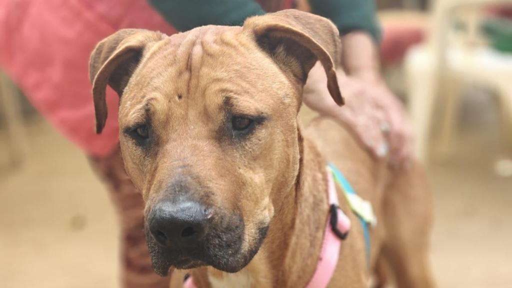 Mango, el perro robado de una protectora de Tiana