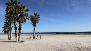 Palmeras de una de las calas de Cunit