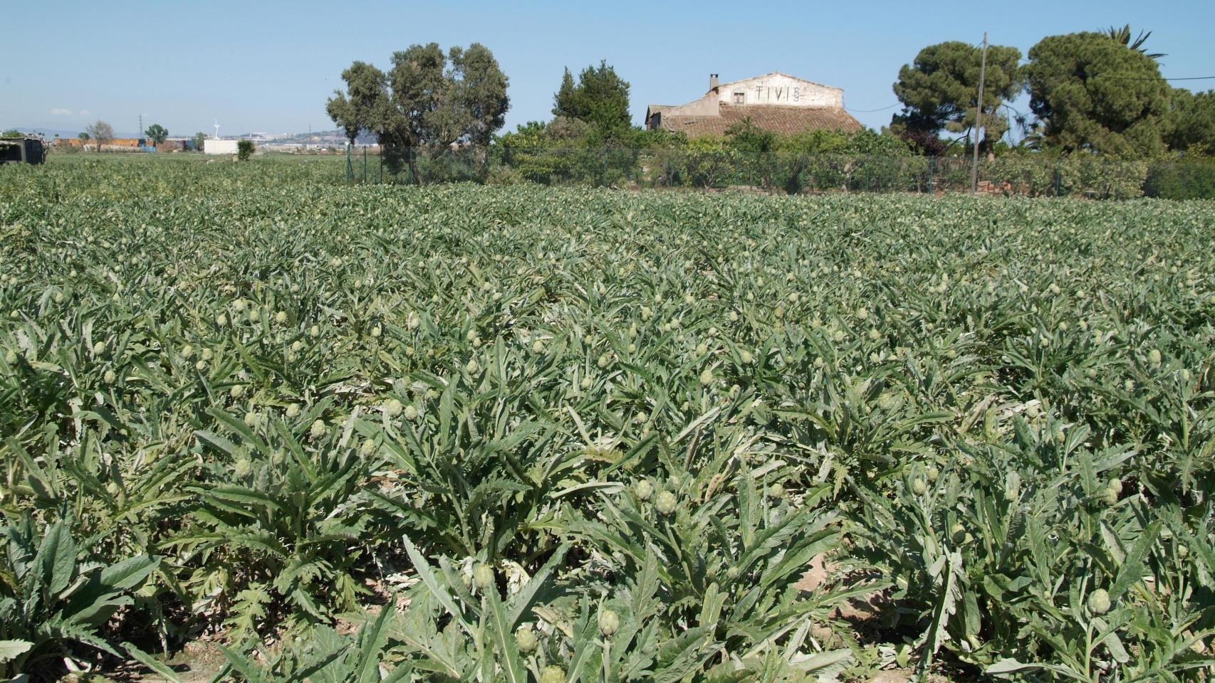 Campos del Parc Agrari del Baix Llobregat