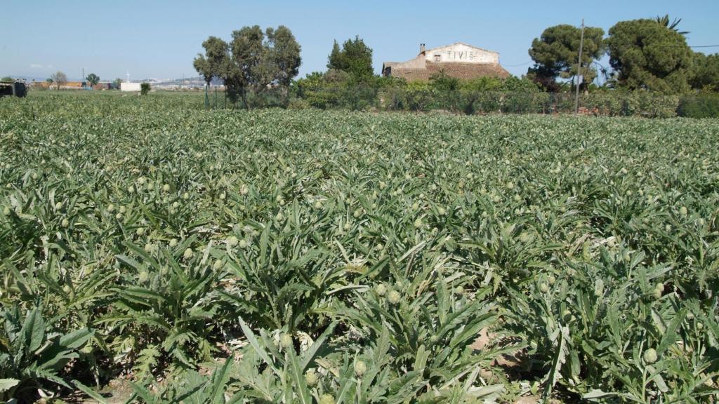 Camps del Parc Agrari del Baix Llobregat