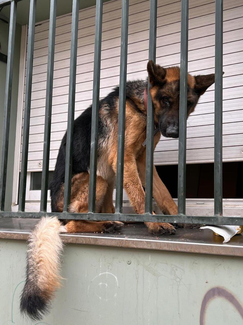 Perro rescatado en Terrassa por la Policía local