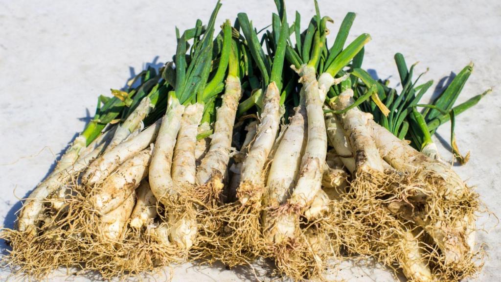 Calçots