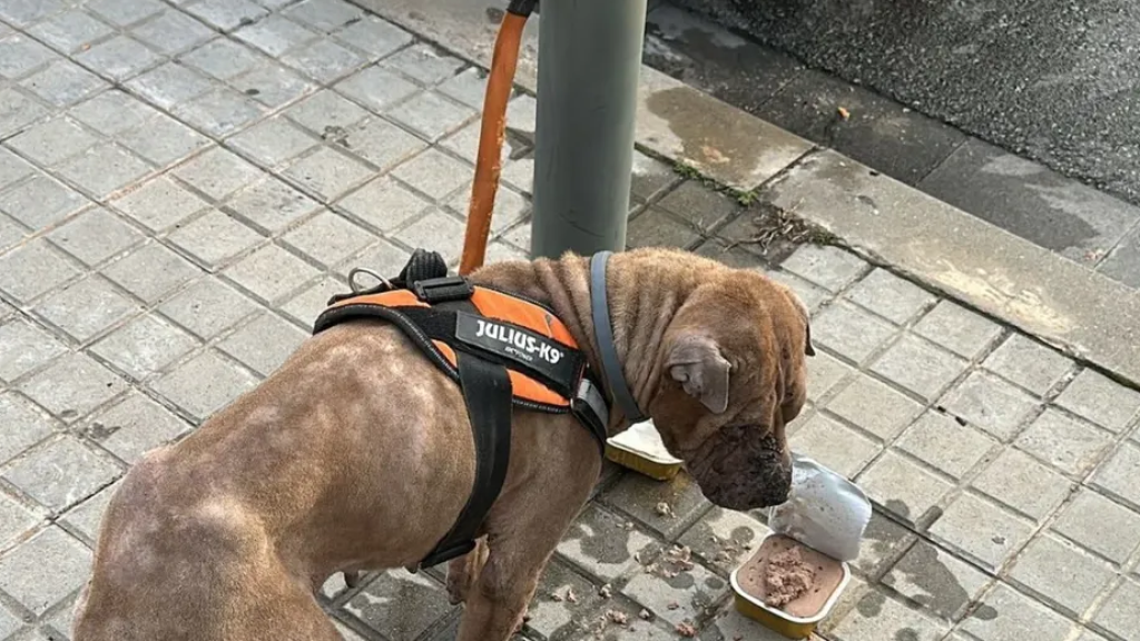 La perra maltratada y rescatada en Sant Adrià de Besòs
