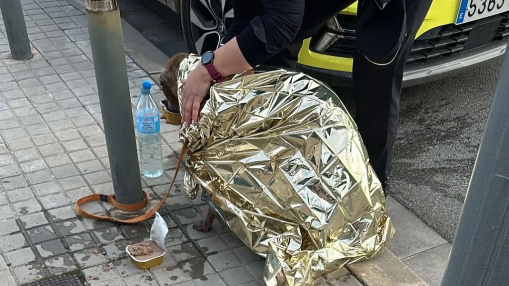 La perra maltratada y rescatada en Sant Adrià de Besòs