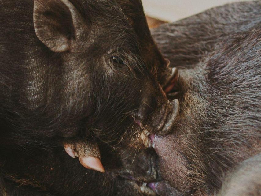 Cerdos acogidos en el refugio de La Muntanyeta de Terrassa.