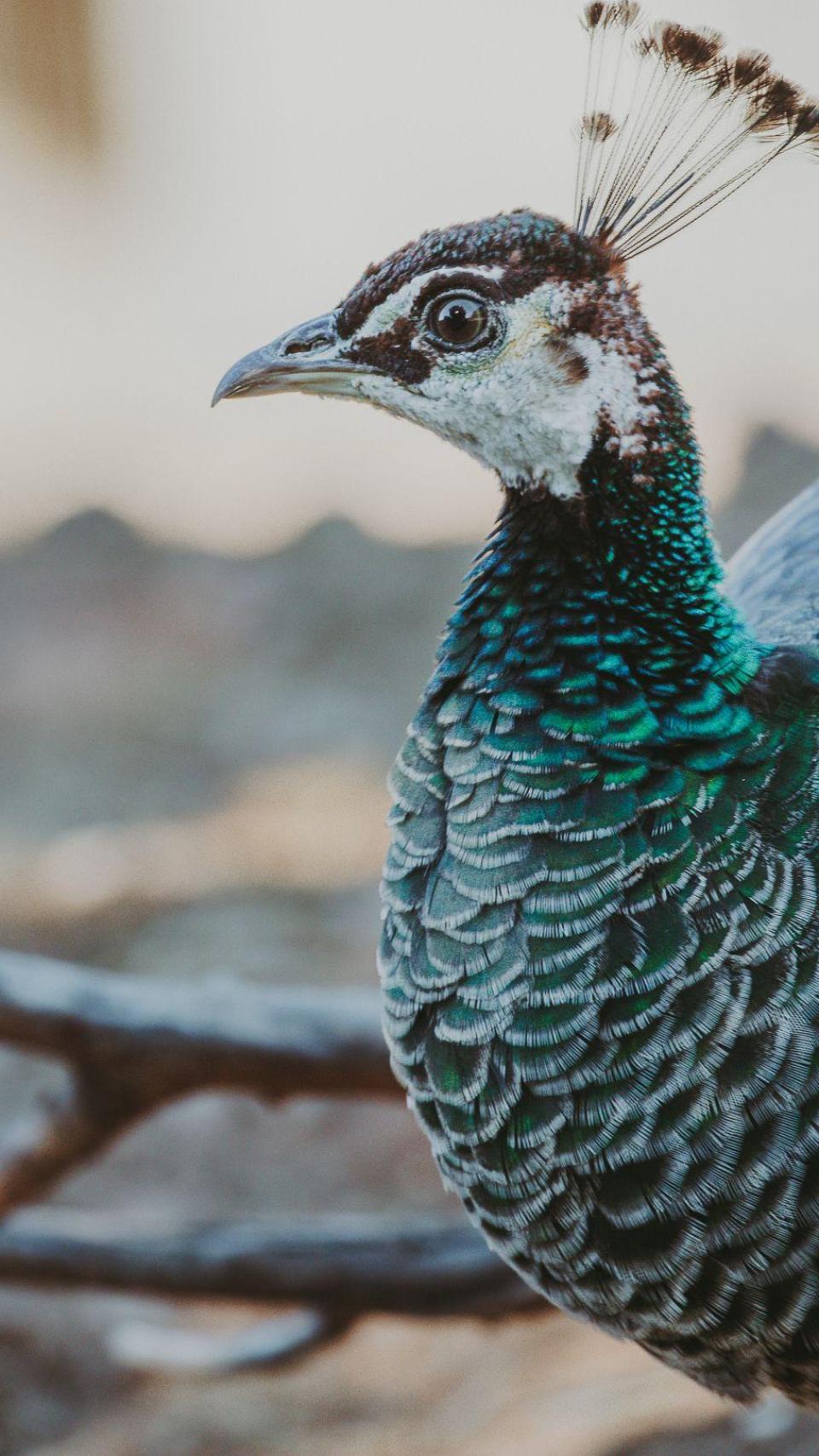 Un pavo real acogido en el refugio de La Muntanyeta de Terrassa.