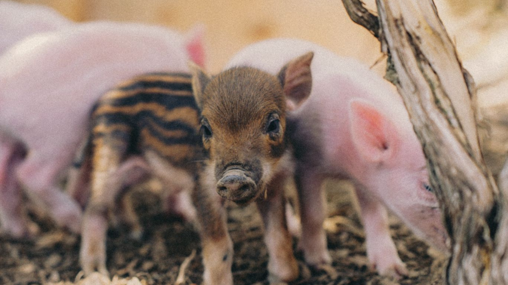 Animales del refugio de La Muntanyeta de Terrassa.