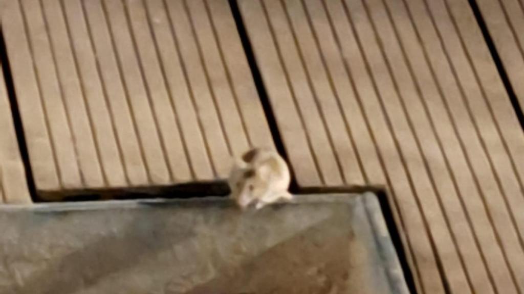 Una rata al parc d'Ernest Lluch