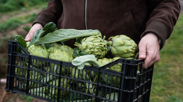 Un agricultor sostiene una caja de alcachofas del Parc Agrari del Baix Llobregat