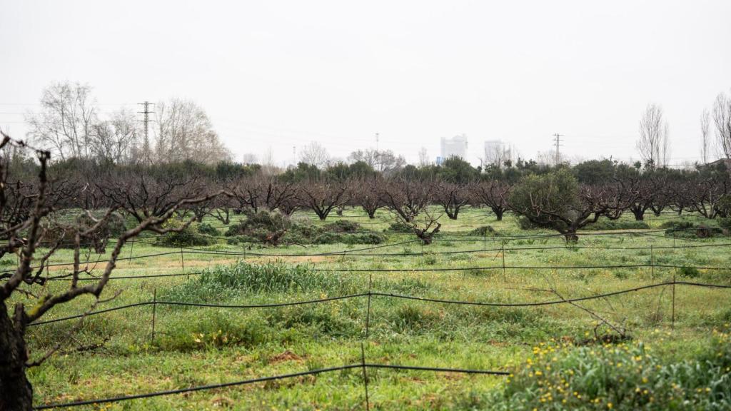 Campo de alcachofas en el Parc Agrari del Baix Llobregat
