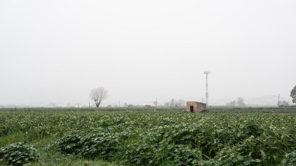 Campos de alcachofas del Parc Agrari del Baix Llobregat