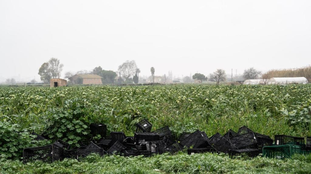 Explotacions agrícoles al Parc Agrari del Baix Llobregat
