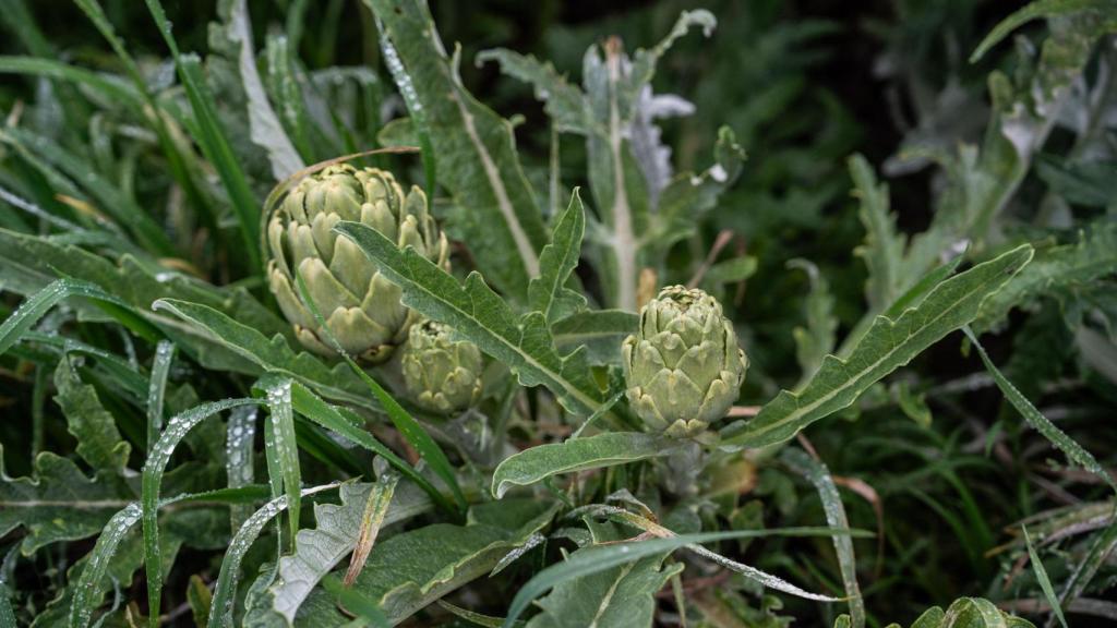 Alcachofa del Parc Agrari del Baix Llobregat
