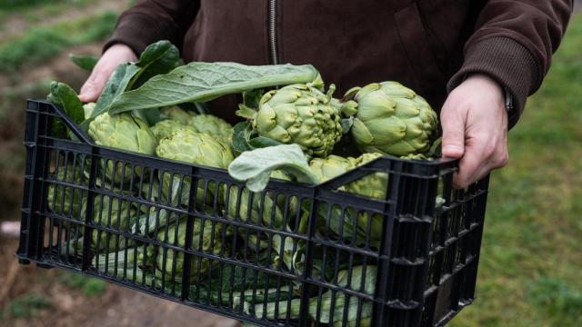 Un agricultor sostiene una caja de alcachofas del Parc Agrari del Baix Llobregat