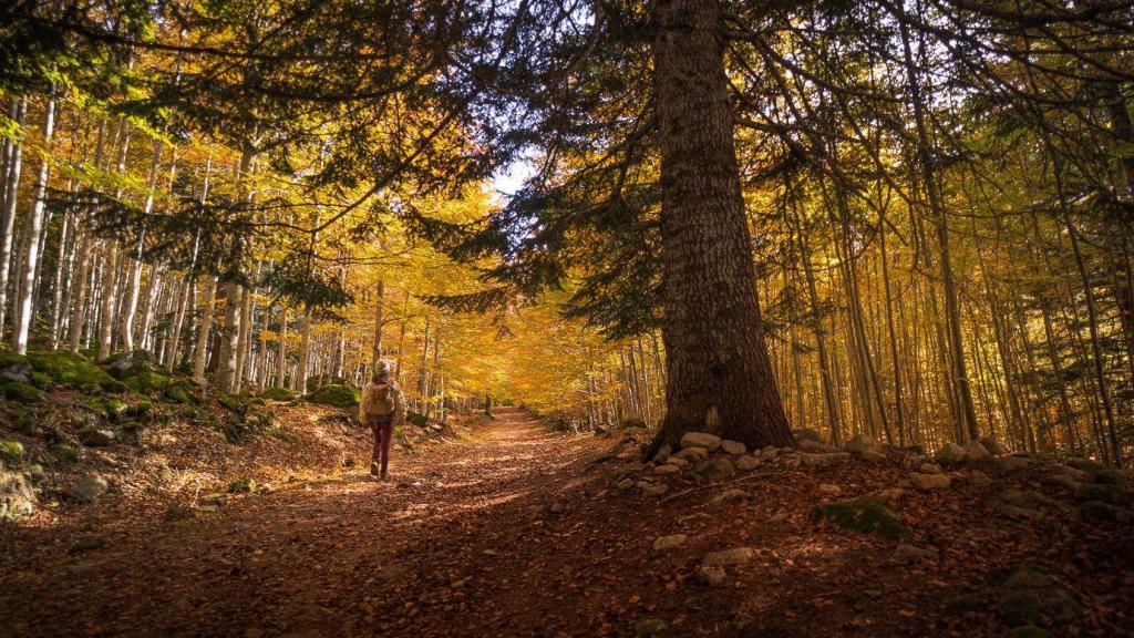 Senderista en el bosque de Carlac