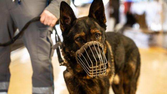 Un perro de la Unidad Canina K-9 de Securitas en el metro de Barcelona
