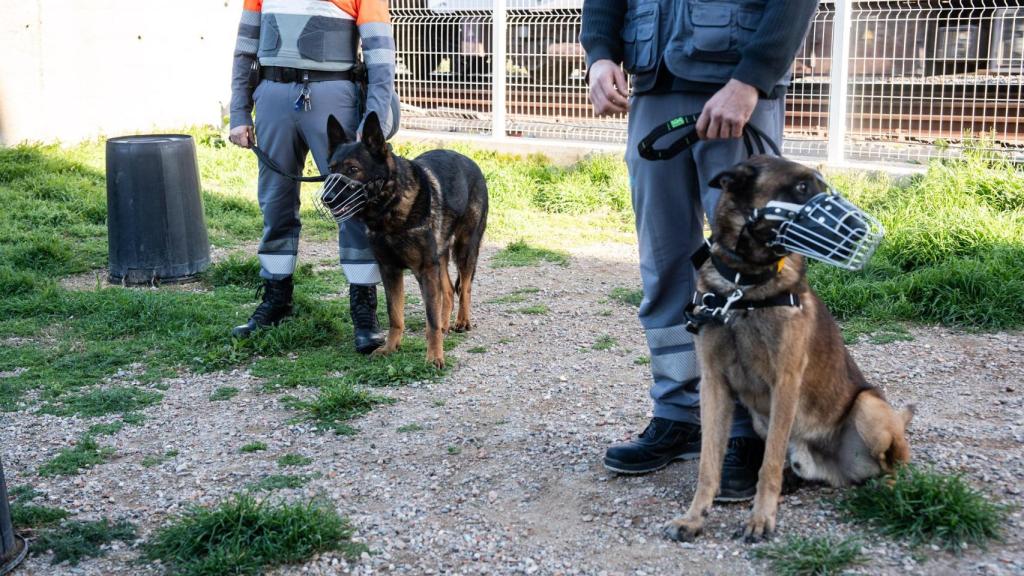 Unitat Canina K-9 de Securitas al metro de Barcelona