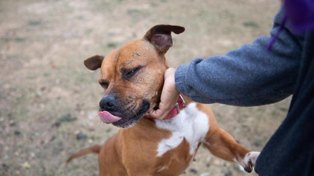 Una persona acaricia a su perro