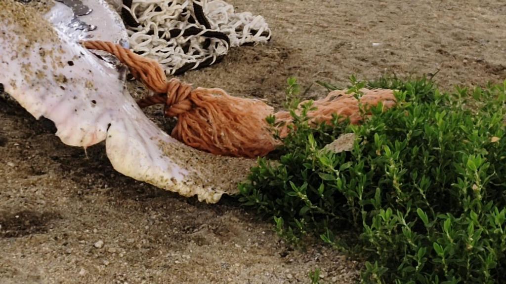 El delfín tenía una red de pesca enganchada en la aleta caudal