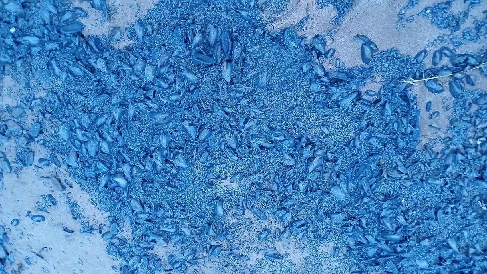 Miles de medusas azules llenan las playas de Gavà