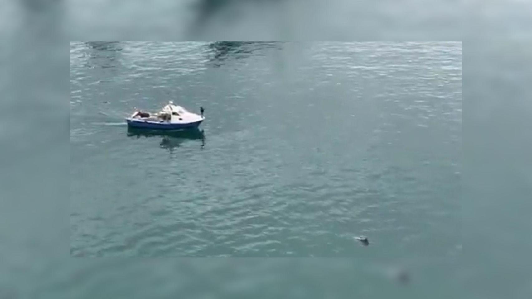 Video: Un delfín aparece en las aguas del Port de Barcelona