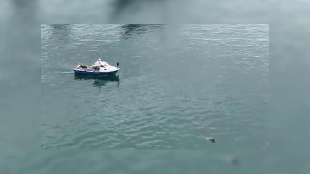 Video: Un delfín aparece en las aguas del Port de Barcelona
