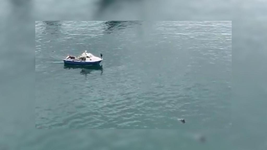 Video: Un delfín aparece en las aguas del Port de Barcelona