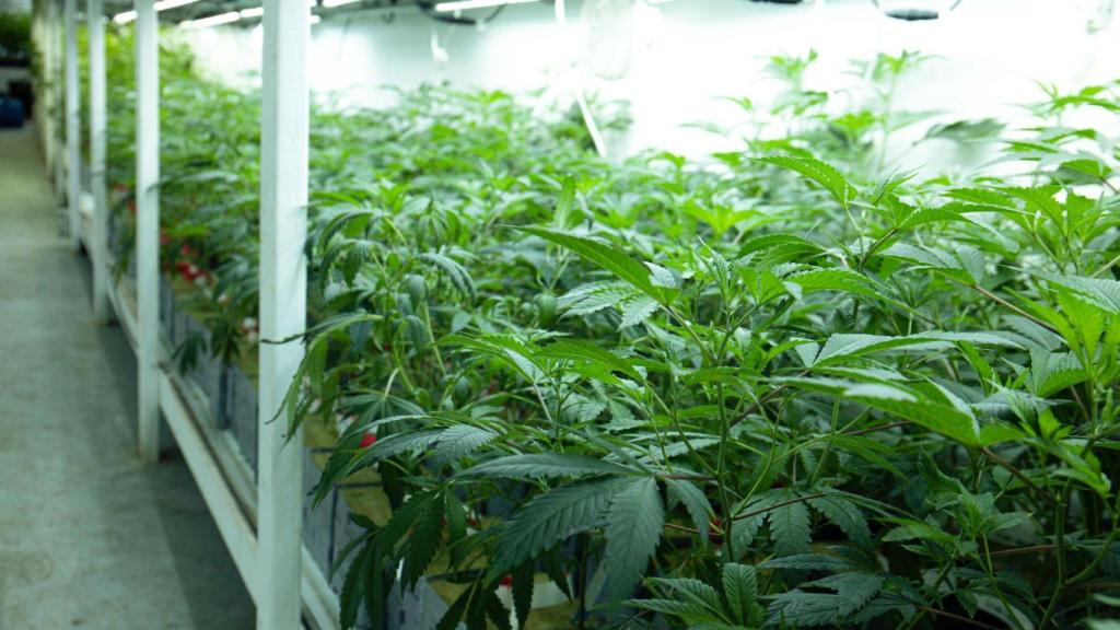 Plantación de marihuana en una imagen de archivo