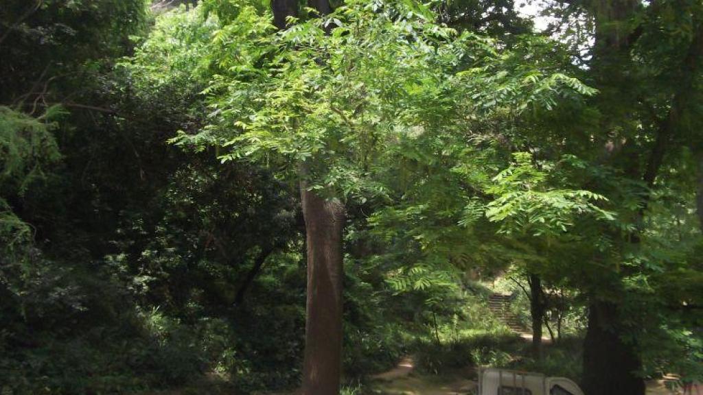 El Freixe roig americà de Montjuïc