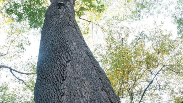 Uno de los árboles protegidos de Barcelona