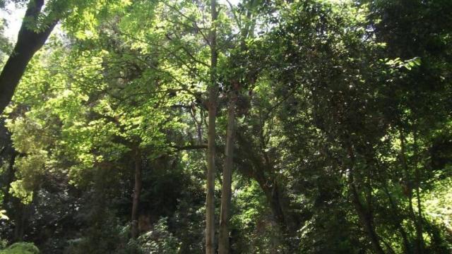 Arbolado en el Jardín Botánico de Montjuïc