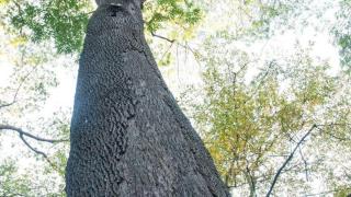 Uno de los árboles protegidos de Barcelona