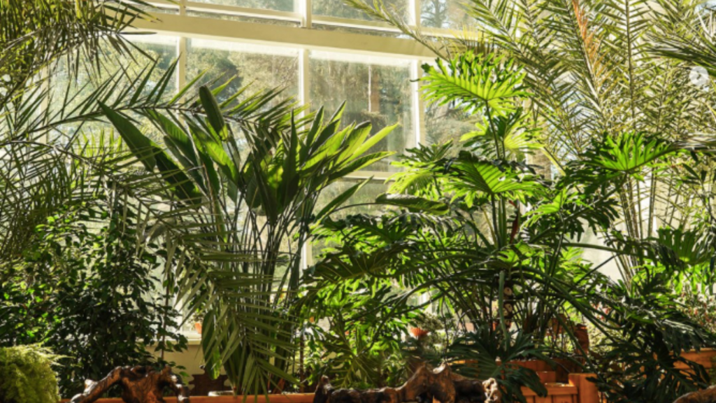 Tienda física de Plantes Pour Tous, en Francia