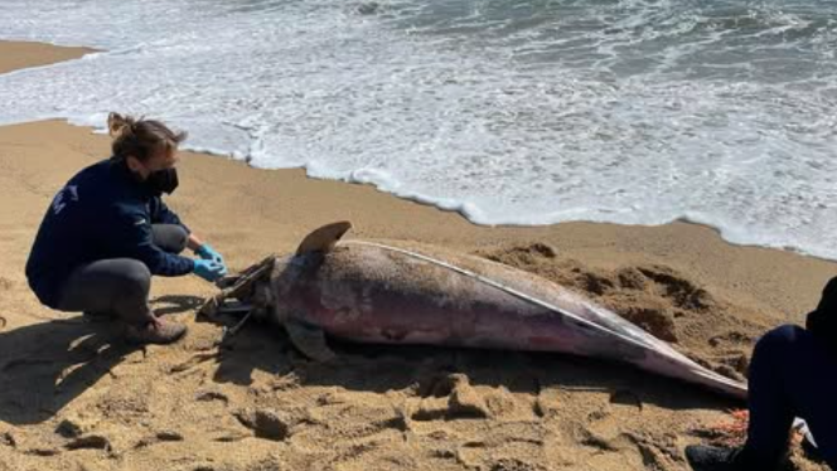 Delfín muerto en la plata de la Mar Bella