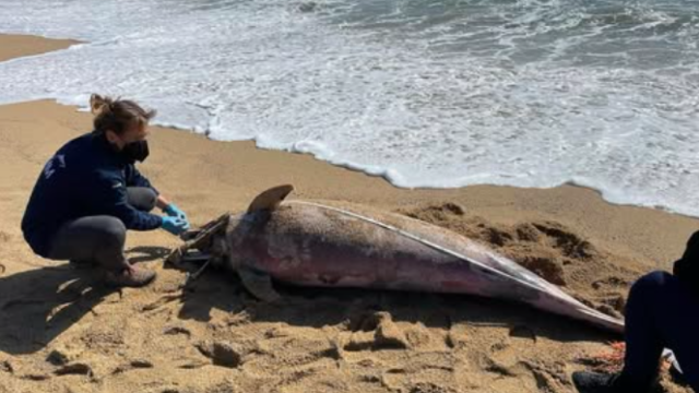 Delfín muerto en la plata de la Mar Bella