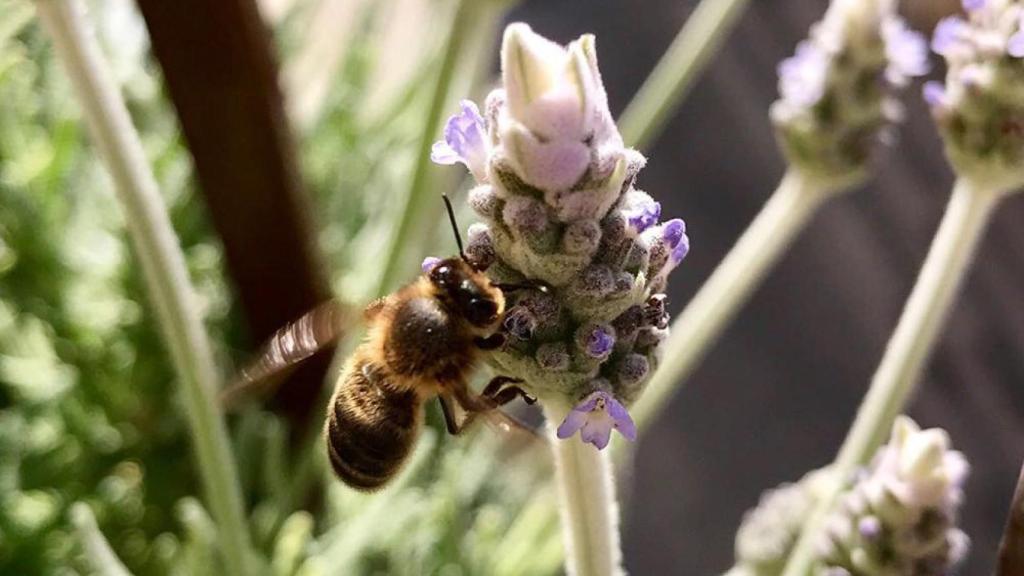 Abeja en un jardín de Barcelona