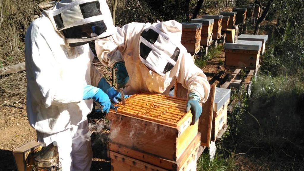 Apicultores manipulan cajas nido de abejas
