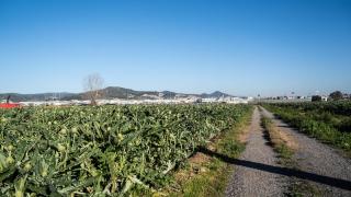 Mauri, agricultor del Parc Agrari del Baix Llobregat