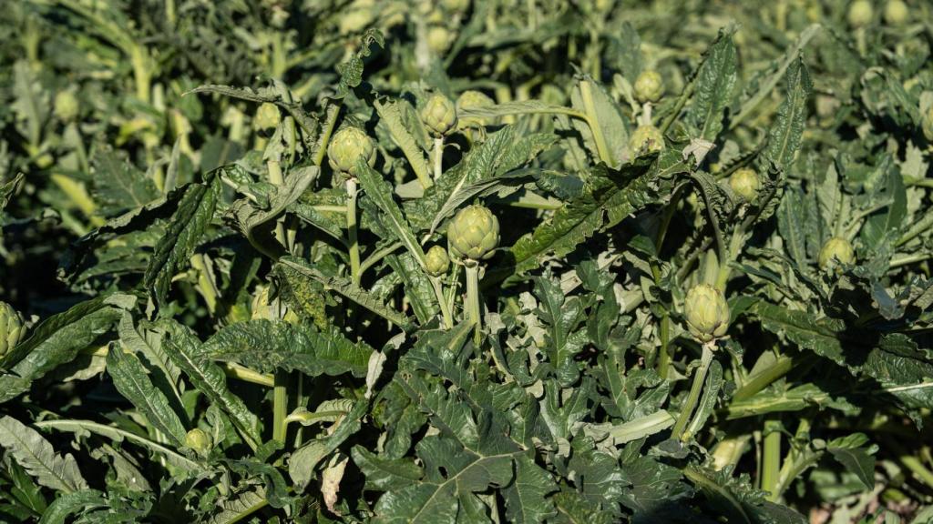 Alcachofas en el Parc Agrari del Baix Llobregat