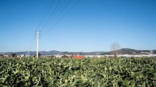 Mauri, agricultor del Parc Agrari del Baix Llobregat