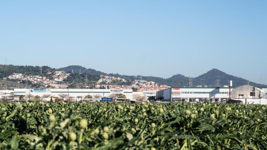 Cultivos en el Parc Agrari del Baix Llobregat