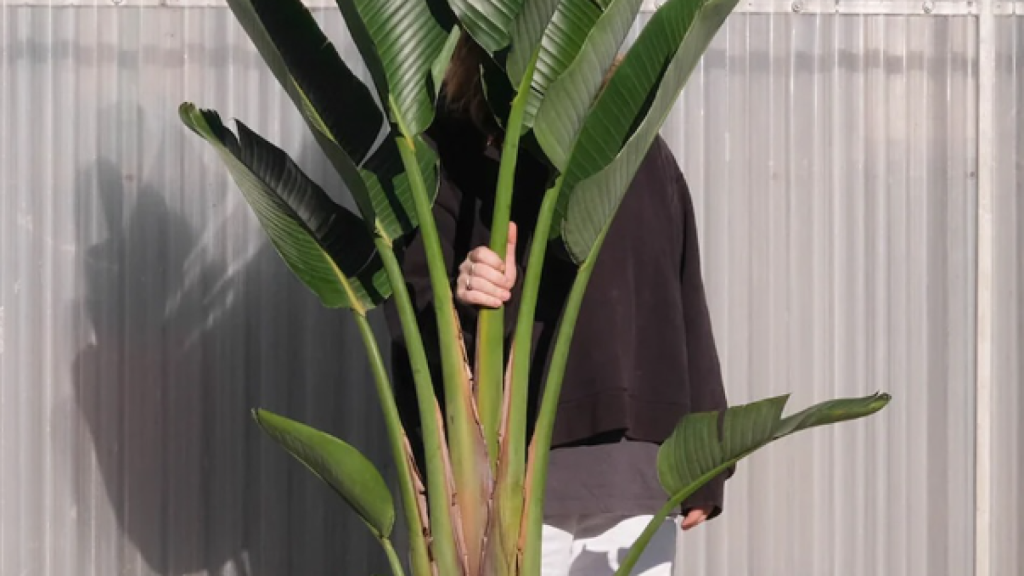 Imagen de archivo de la cuenta de Instagram @florsalmercat