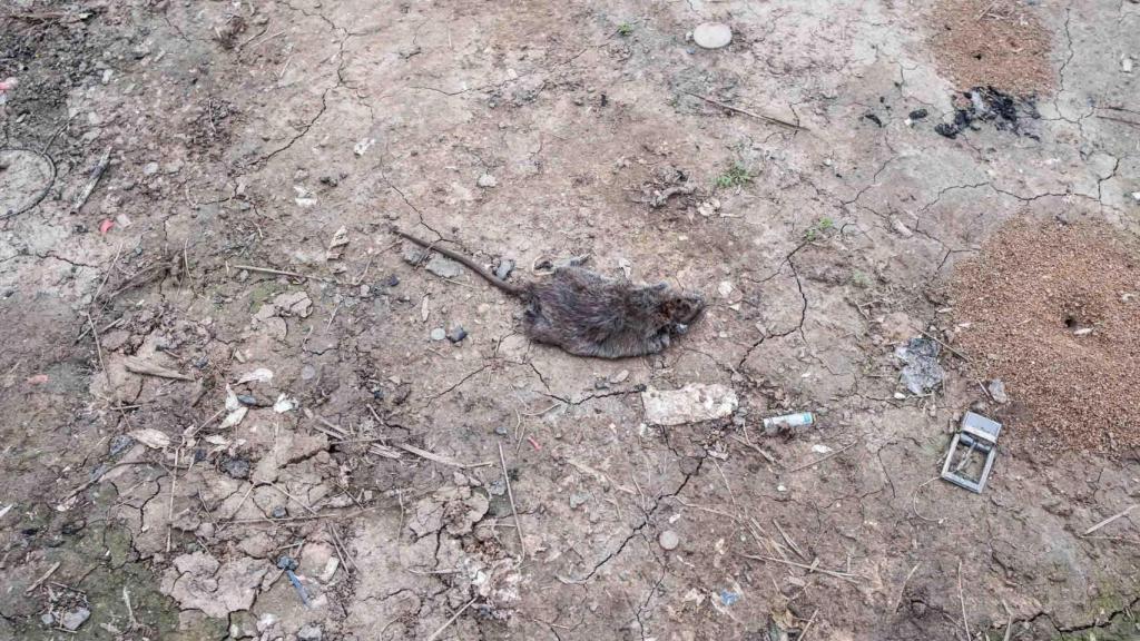 Rata muerta en un asentamiento